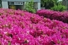 No 167 新宿の区の花 つつじ 新宿万華鏡 カメラから観えてきた新宿 しんじゅくノート 新宿区