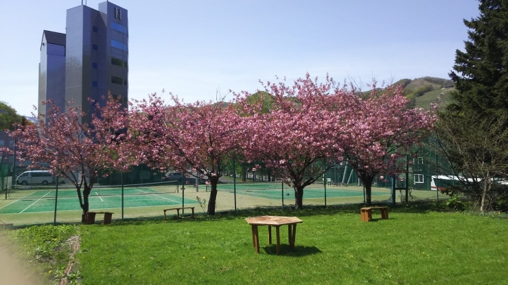 「満開の八重桜です。」