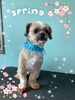 「可愛い子ちゃん♡ Dog salon mofu mofu余市町」