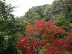 生田緑地の紅葉も始まっていました。