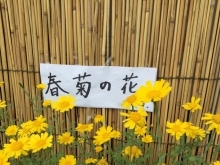 ご存じでしたか？　春菊の花