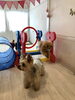 「ましゅまろ保育園＆幼稚園 Ⅷ  (^｡^)」