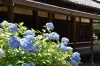 「約60種類のあじさい「矢田寺」と世界遺産「法隆寺」」