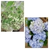 ブルーベリー、あじさい「【はなやホック皆生店】初夏の切り花」