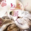ねこがかわいいだけ展