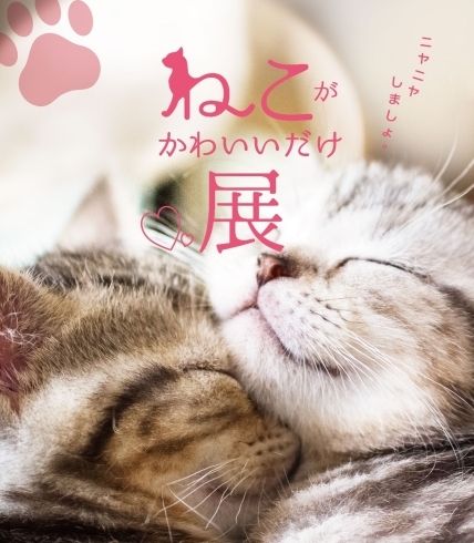 「ねこがかわいいだけ展」