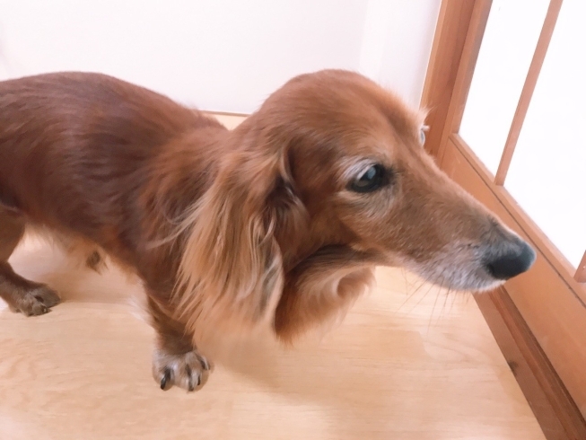 「犬の保育園♪長期預かり・デイケア・新潟市」