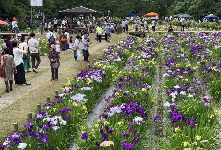 「菖蒲祭り、開催！【新居浜市池田池公園】」