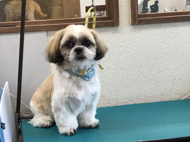 6月7日 カットコースのエジルちゃん 犬猫のトリミング屋さんぽちのうち 犬 猫のトリミング屋さん ぽちのうちのニュース まいぷれ 船橋市