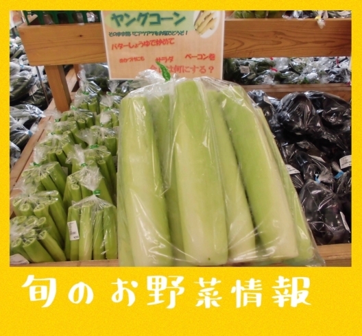 「★旬のお野菜情報★」