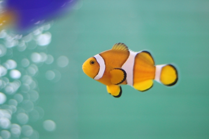 かわいい熱帯魚カクレクマノミ 淡水 海水魚水槽レンタル アスリープランのニュース まいぷれ 鹿児島 日置