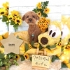 トイプードル カット「🌻ãƒãƒ¡ãƒ“ションã€ãƒãƒ¯ãƒãƒ¡ã€ãƒˆã‚¤ãƒ—ードルã€ãƒˆãƒªãƒŸãƒ³ã‚°ã®ãŠå‹é”🌻ã€