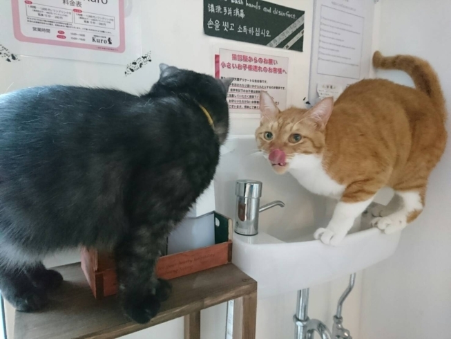 「猫カフェKuro 朝のルーティン？？」
