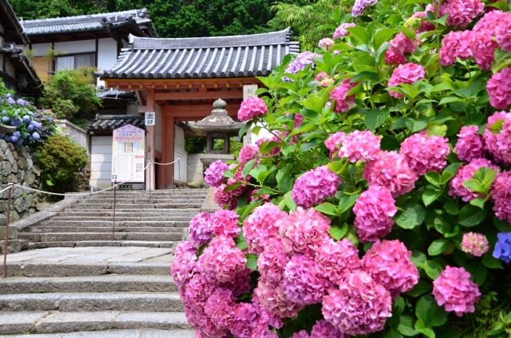 「約60種類のあじさい「矢田寺」と世界遺産の法隆寺」