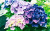 「空梅雨に紫陽花   ジューンブライド」