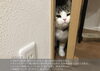 「愛猫との快適な暮らしを叶えるリフォームポイント」