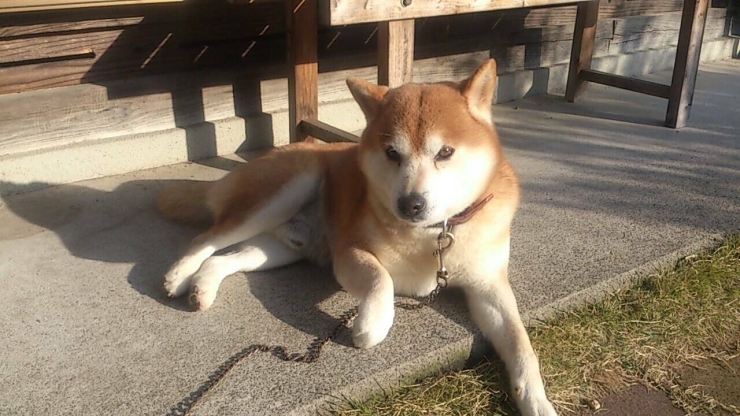 「看板犬ぺろくん、ありがとう✨✨」