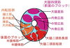「脚が細くならない 脚が太く見える理由」