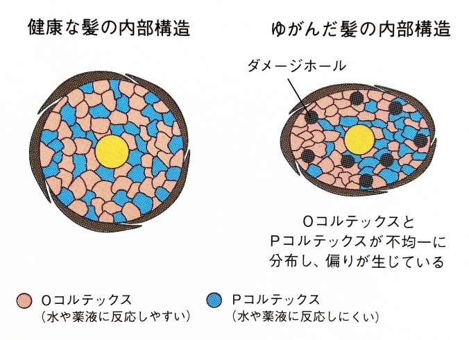 「しぼんだ髪がふわっとふくらむ」