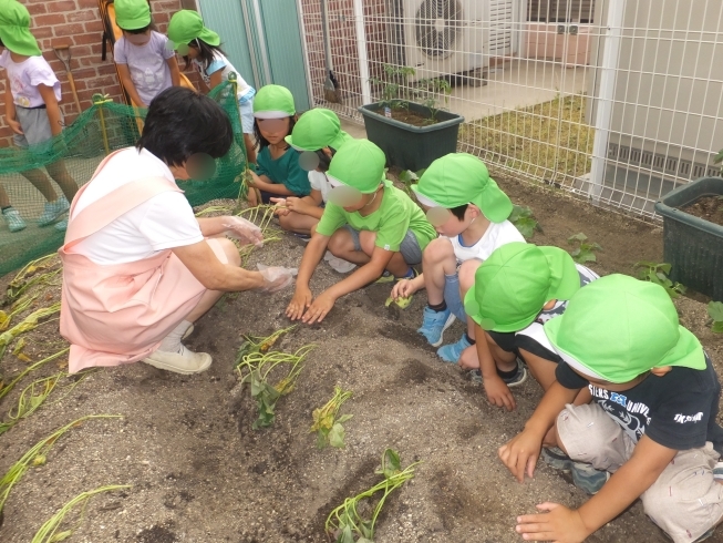 「昨日、野菜の苗を植えました。　７月の子育て支援予定を掲載中。」