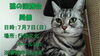 「『猫の譲渡会（市川市）』」