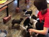 「チワワとの戯れ 動画」