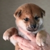 可愛い柴犬の男の子です 豆柴 柴ブリーダー 宮崎弓荘のニュース まいぷれ 宮崎
