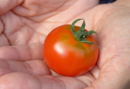 もぎたての“フルティカ”という品種のトマトです。と～～～っても甘いです（*^_^*）