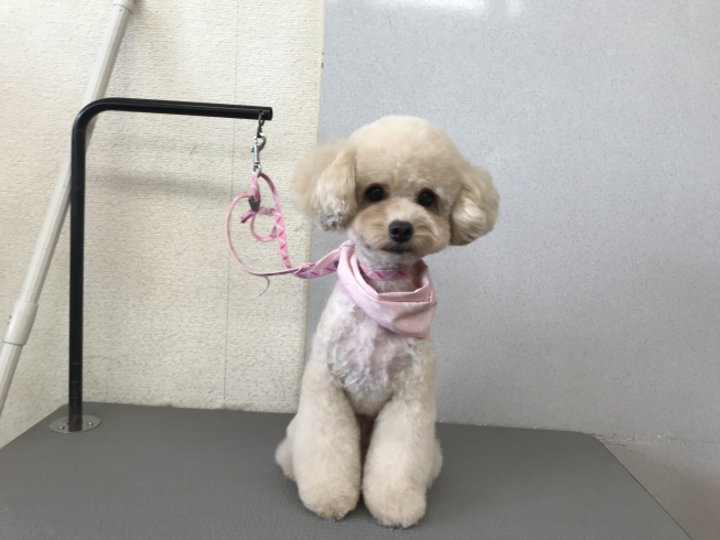 6月22日 カットコースのおもちちゃん 犬猫のトリミング屋さんぽちのうち 犬 猫のトリミング屋さん ぽちのうちのニュース まいぷれ 船橋市