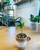 「植木鉢入荷しました」