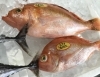 「魚魚市場鮮魚コーナーおすすめは「岩牡蠣」です♪」
