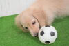 「ミニチュアダックス子犬情報」