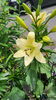 ユリの花も咲きました。「花が咲いたから。」