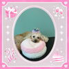 「Dog salon mofu mofu　余市町」