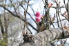 「～本日の桜情報～」
