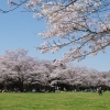 高岡古城公園　[高岡 桜・お花見特集]