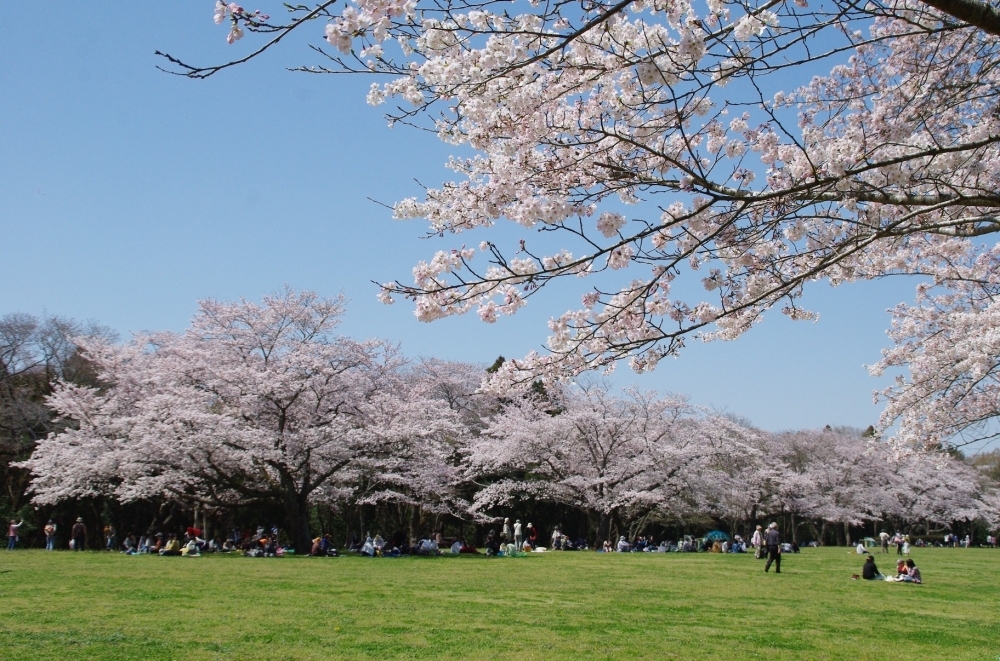 豊中市のお花見特集18 とよなか桜特集 お花見スポット まいぷれ 豊中市 豊中市のお花見特集18 とよなか桜特集 お花見スポット まいぷれ 豊中市