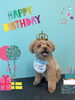 「Dog salon mofu mofu 余市町」