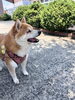 まめすけくん「ペットホテルのご利用させたわんちゃん🐶🐾」