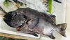 「魚魚市場鮮魚コーナーおすすめは「宮崎県産・養殖あゆ」です♪」