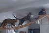 「猫カフェでまったりしませんか？【宮崎・神宮・猫カフェ・ベンガル】」