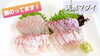 【天然マダイ】【2人前 500円(税込)】「○本日のお刺身【定置もん】【島根県産マダイ、ヒラマサ】」