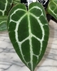 ジュエルオーキッドに続く光る！ 植物第二弾!! 「アンスリウム