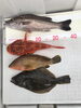 「7月9日（火）」