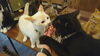 「猫カフェKuro　もうすぐ夏休みニャね！」