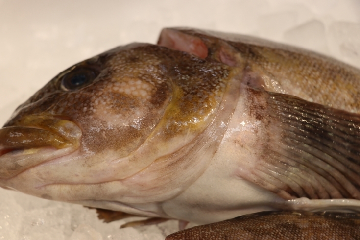 「八千代市、佐倉市の鮮魚店  　勝田台から徒歩10分　 魚や山粋（ヤマスイ) 【13日(土）刺身用あいなめ】」