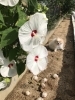 「西高1 英語クラス 生徒募集！ 火木の九時半から1時間！」