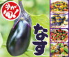 「今が旬！！【なす】」