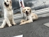 「看板犬」