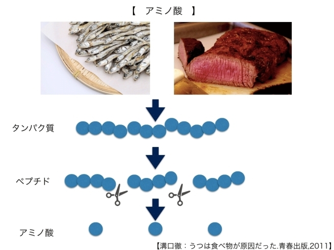 タンパク質 食べ物